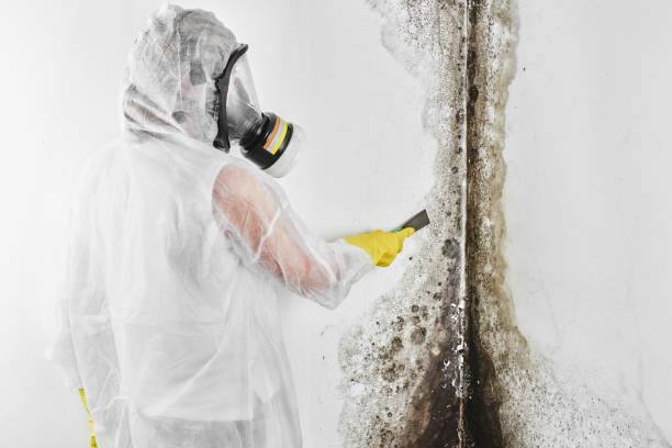 Best Mold Testing and Inspection Services in Vidalia, LA
