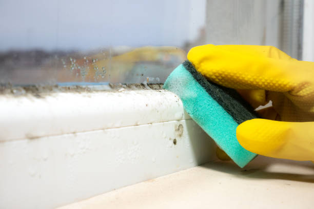 Best Post-Flood Mold Remediation in Vidalia, LA