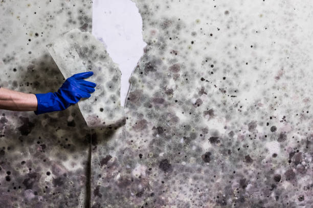 Best Residential Mold Remediation in Vidalia, LA
