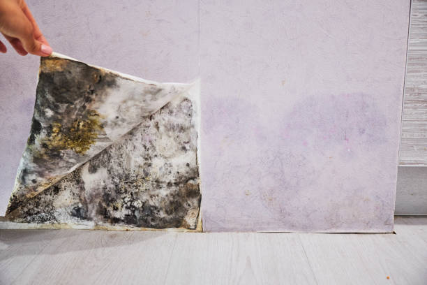 Best Insurance-Related Mold Remediation in Vidalia, LA